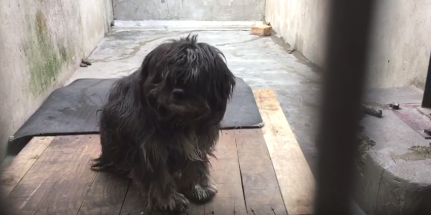 Dog left by his family simply sat there shaking for 5 days