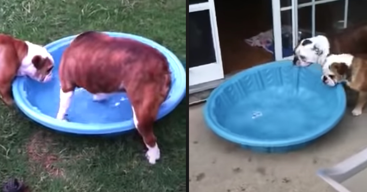 Dogs Have Some Enjoyable With The Swimming Pool Before Choosing To Drag It In The House