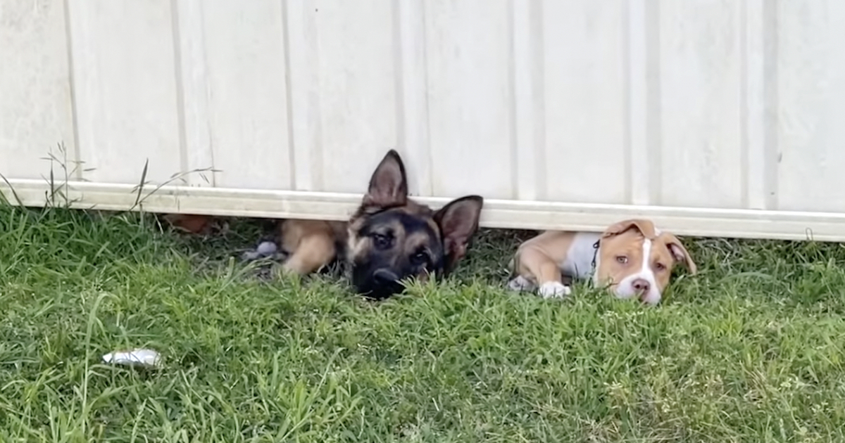 Dogs Next Door Greet The New Neighbors Prior To A 3rd Friend Pops In To Say Hi