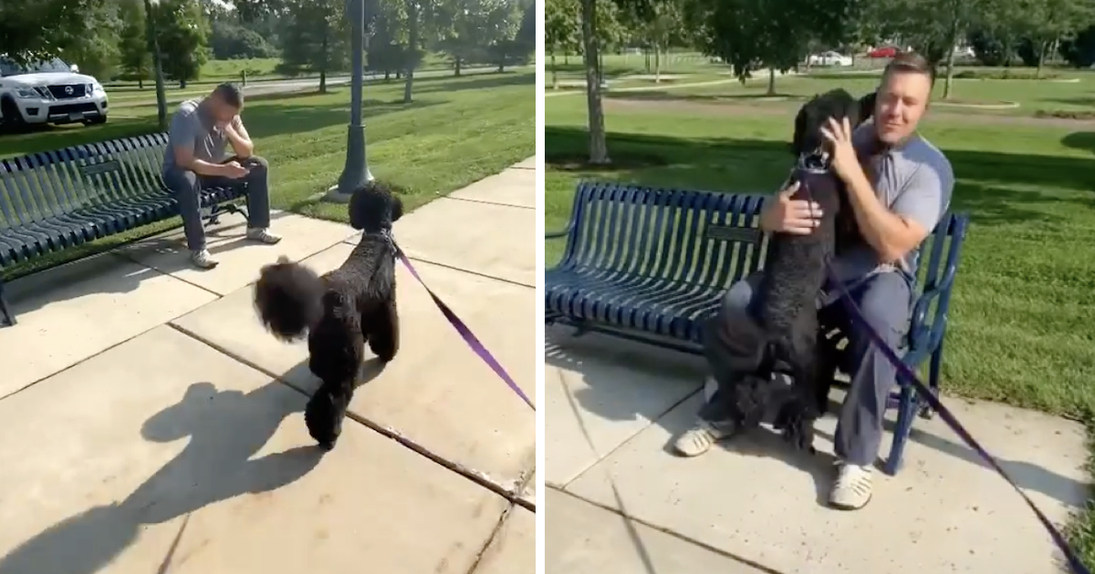 Dog's Walking Through The Park When She Notices A Familiar Face