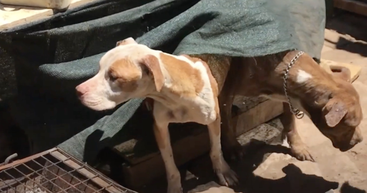 Dogs With Only A Table For Shelter Were Imprisoned Because One Was Hit By A Vehicle