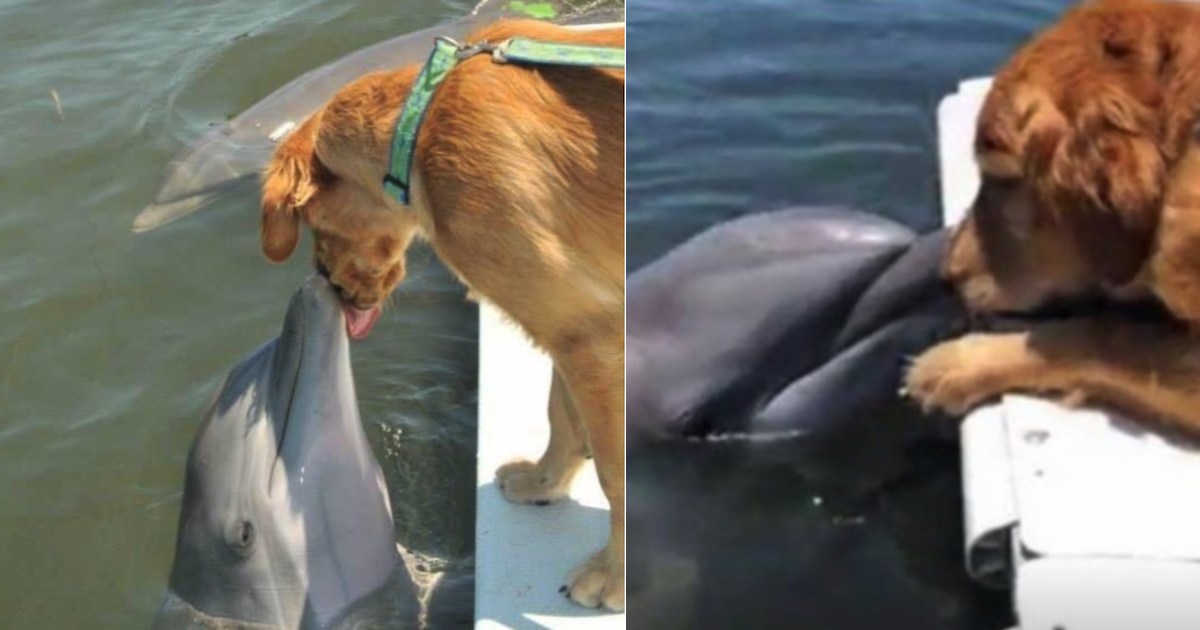 Dolphin Comes Up For Sloppy Golden Retriever Kisses