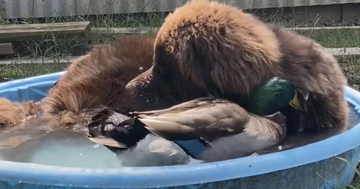 Duck Waits Outside The Window For The Dog To Come Out And Play