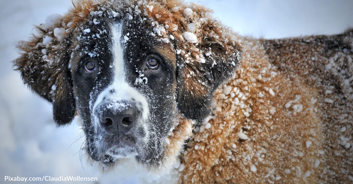 Dying Dog Takes Pleasure In Snow One Last Time Thanks To Local Ice Rink