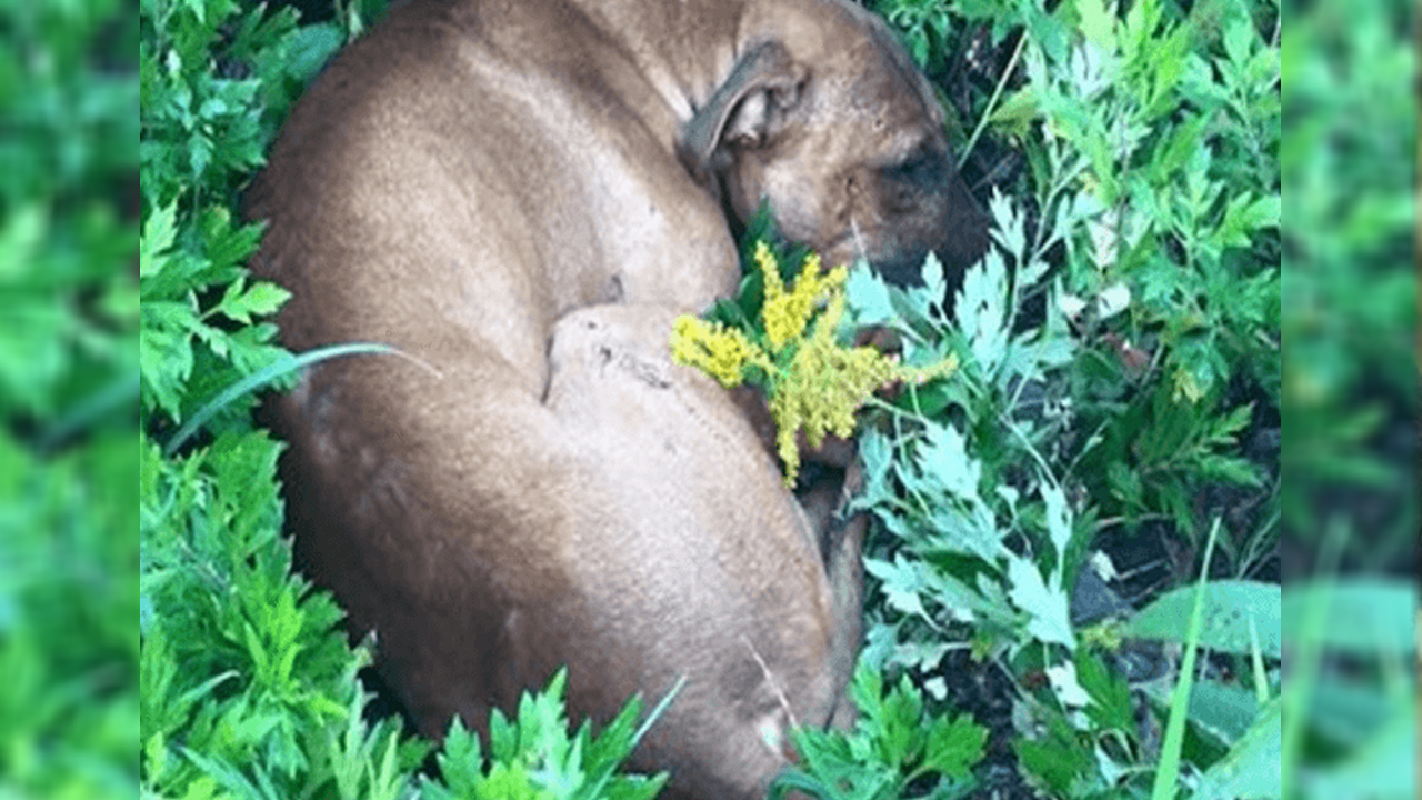 Dying Pit Bull Had Lost All Hope When Kids Found Him In The Grass Just In Time