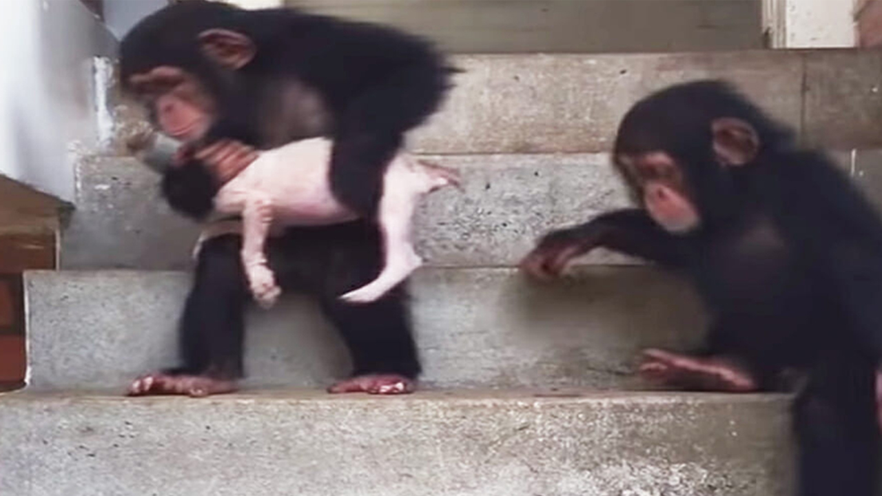 Dying puppy is nursed back to life with the help of some caring chimpanzees