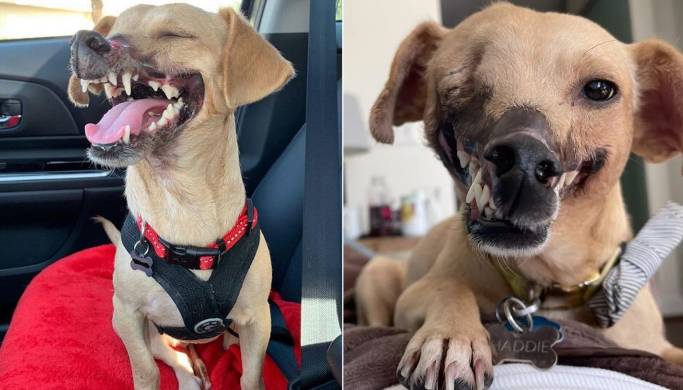 'FIGHTING BAIT' DOG WHO LOST HALF HER FACE IS UNRECOGNIZABLE AFTER LOCATING A LOVING HOME