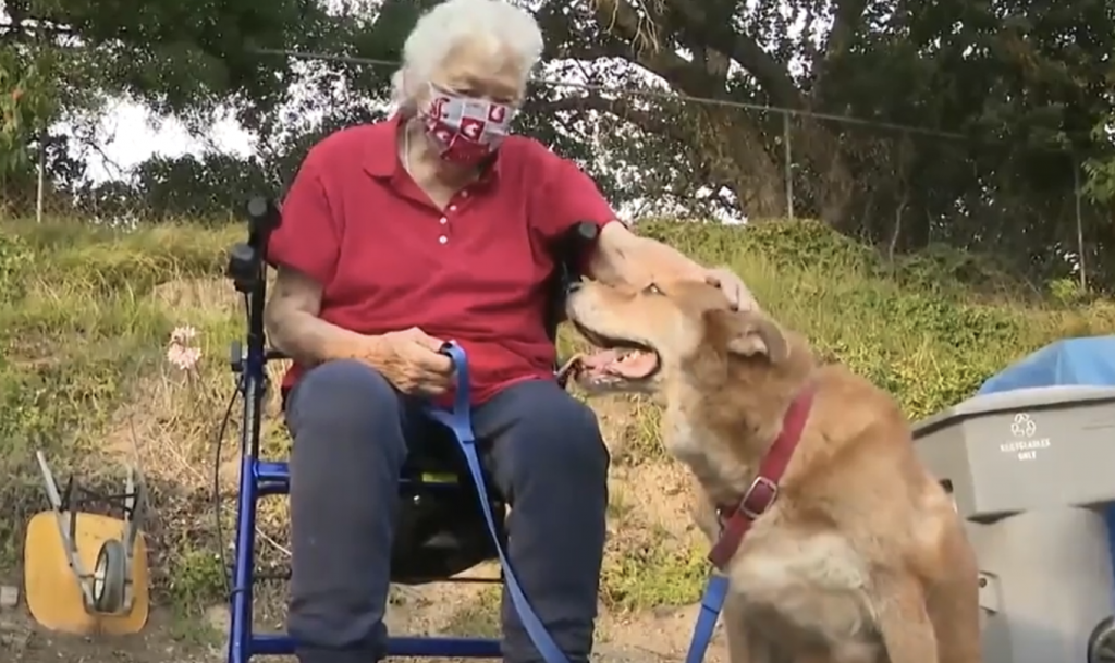 Faithful Dog Runs To Sanitation Staff Requesting For Help It Saves Owner's Life In The End