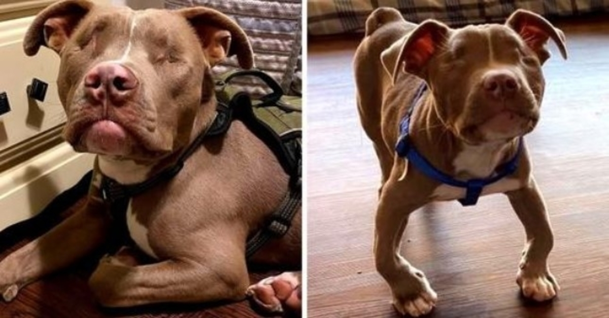 Family Adopts Blind Disabled Pit Bull Pup, He Showers Them With Endless Love