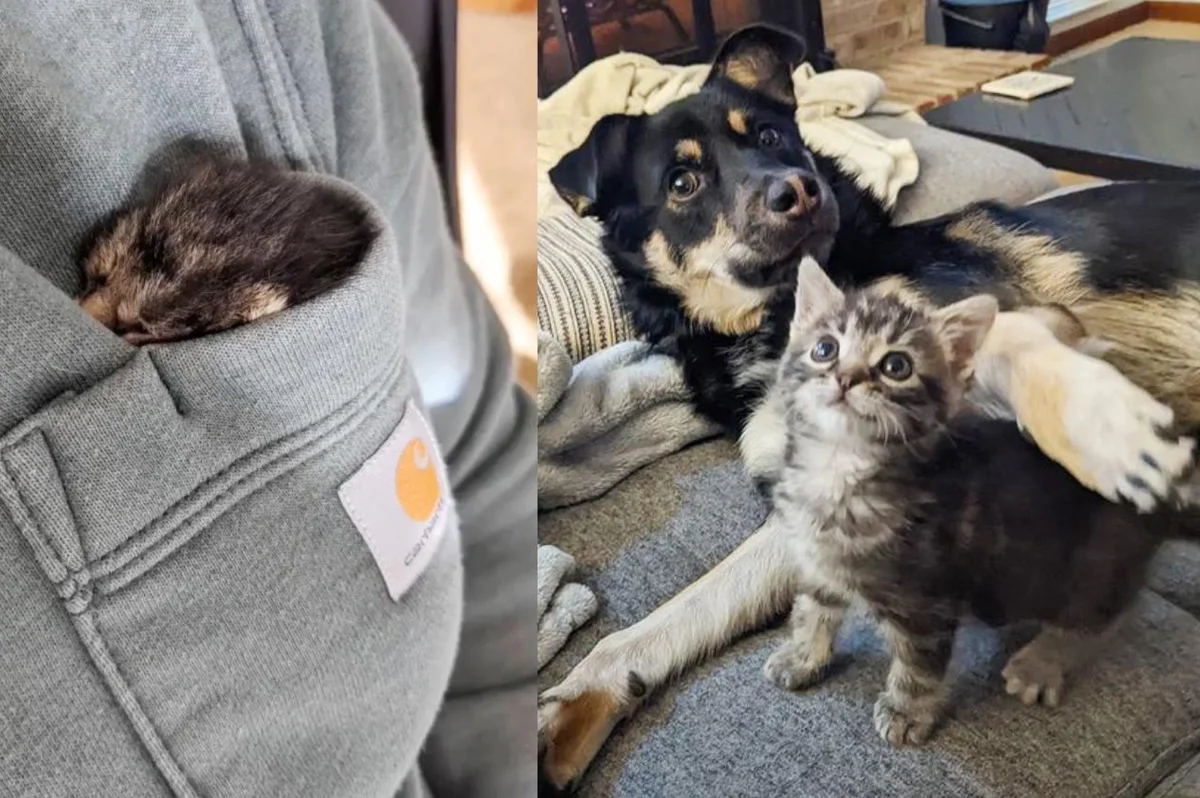 Family Cats and Dogs Assist Bring Kitten Back to Life After She Was Found at 3 Days Old