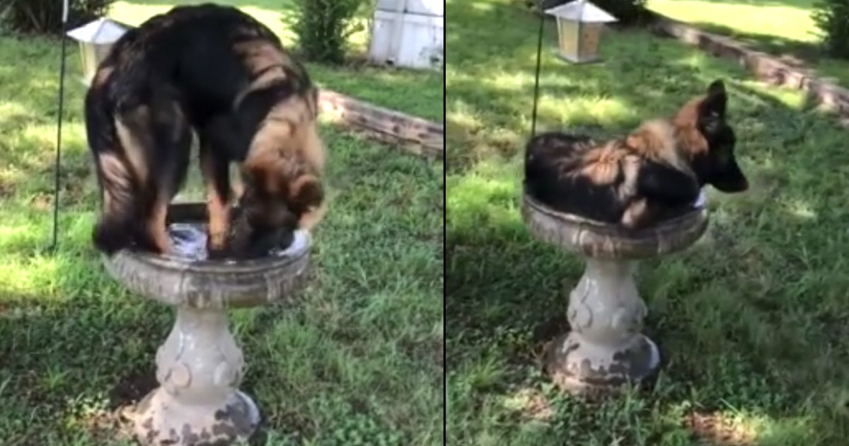 Family Sees Their Dog Staying Cool Outdoors In The Birdbath