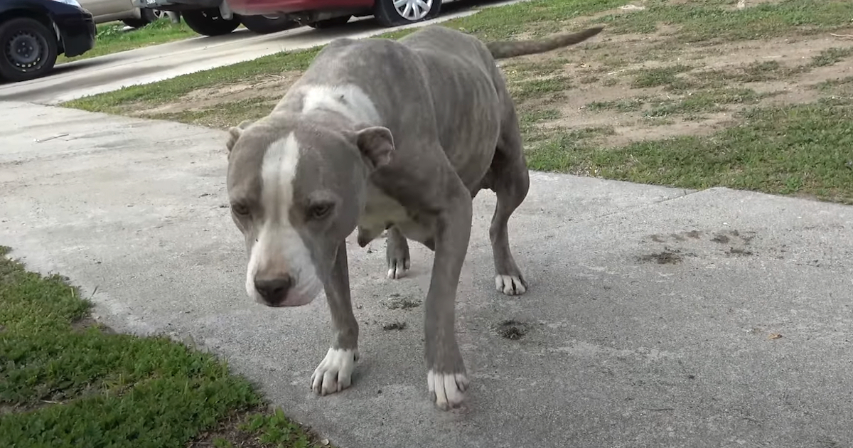 Female Pit Bull Found In A Field Prepared To Break At The Seams