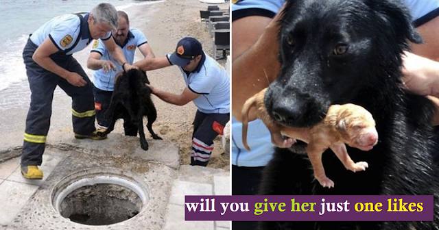 Firefighters Deal With Mother Dog To Rescue Her Puppies From Drain Hole