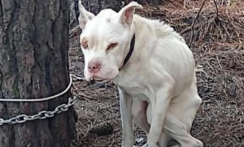 Forgotten Emaciated Canine Lives 4 Long Years Alone On Chain Tethered To A Tree