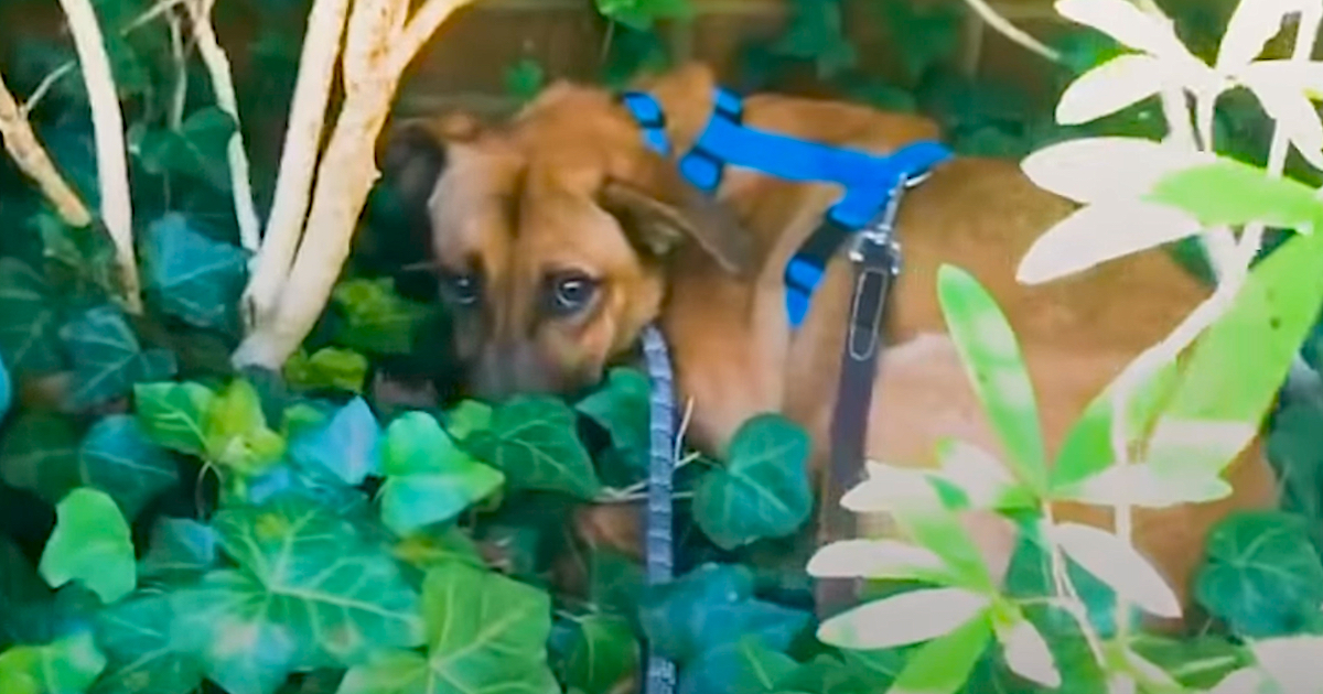 Foster Dog Would Hide In The Bushes On Walks And Also Maintain His Distance