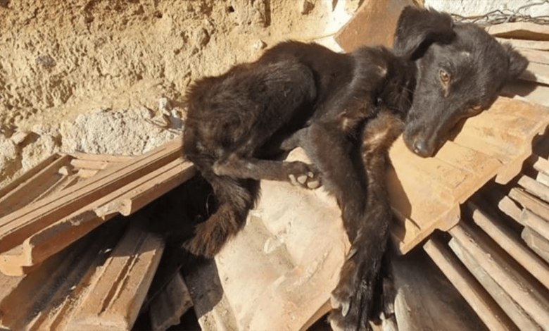 Found In A Rundown Garage Starving Dog Begins Wagging Her Tail When Rescuers Show Up