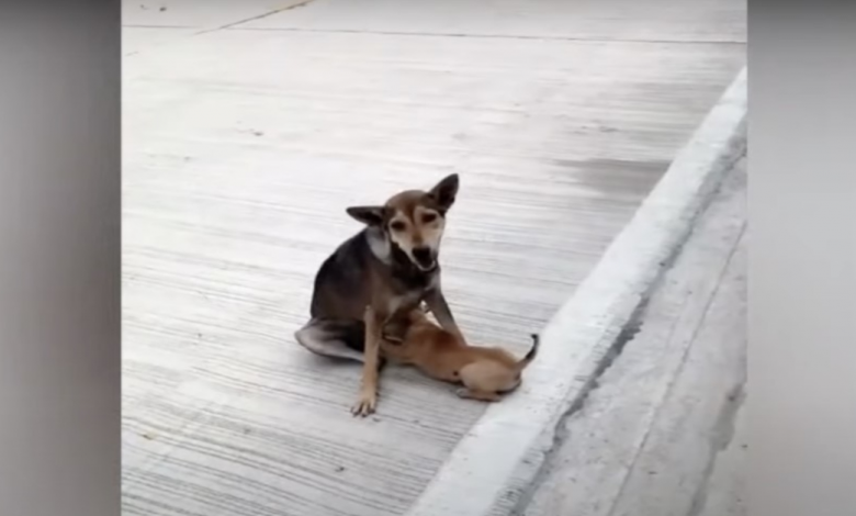 Fractured Road Dog Still Nursed And Liked Her Babies As Best She Could