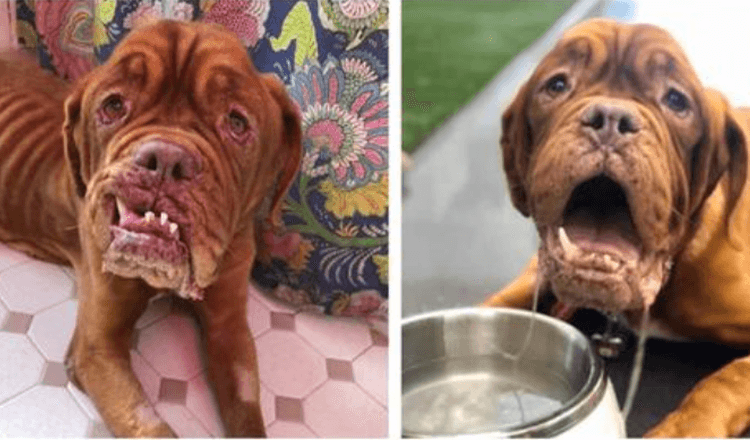 French Mastiff With Terminal Cancer Finally Gets A Caring Home To Spend The Relax Of Her Days