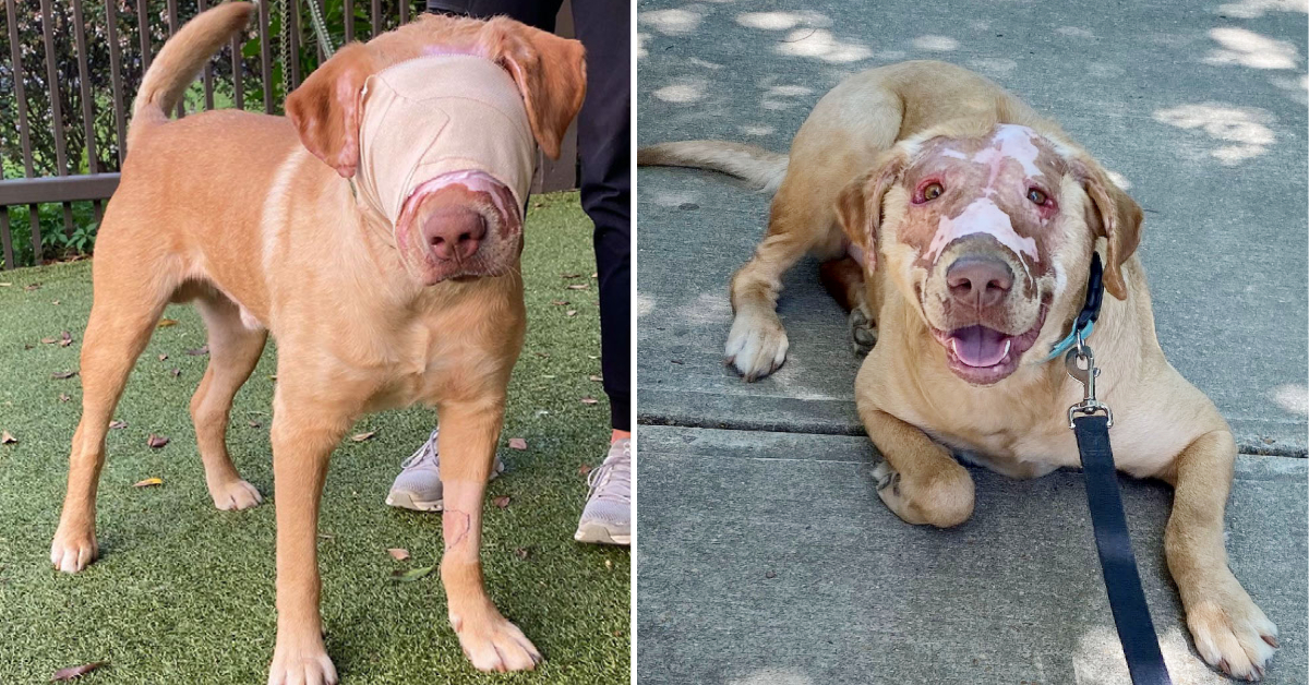 Friend dog who was severely burned by child, now completely healed one year later