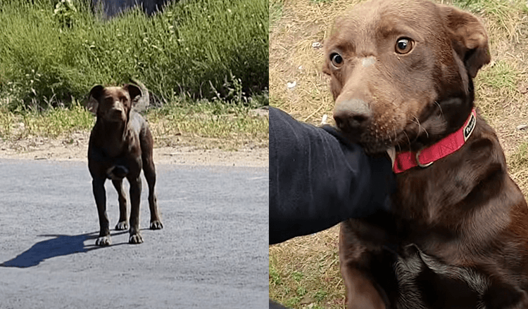 Friendly Stray Dog Waits Daily In The Exact Same Location For Someone To Save Him