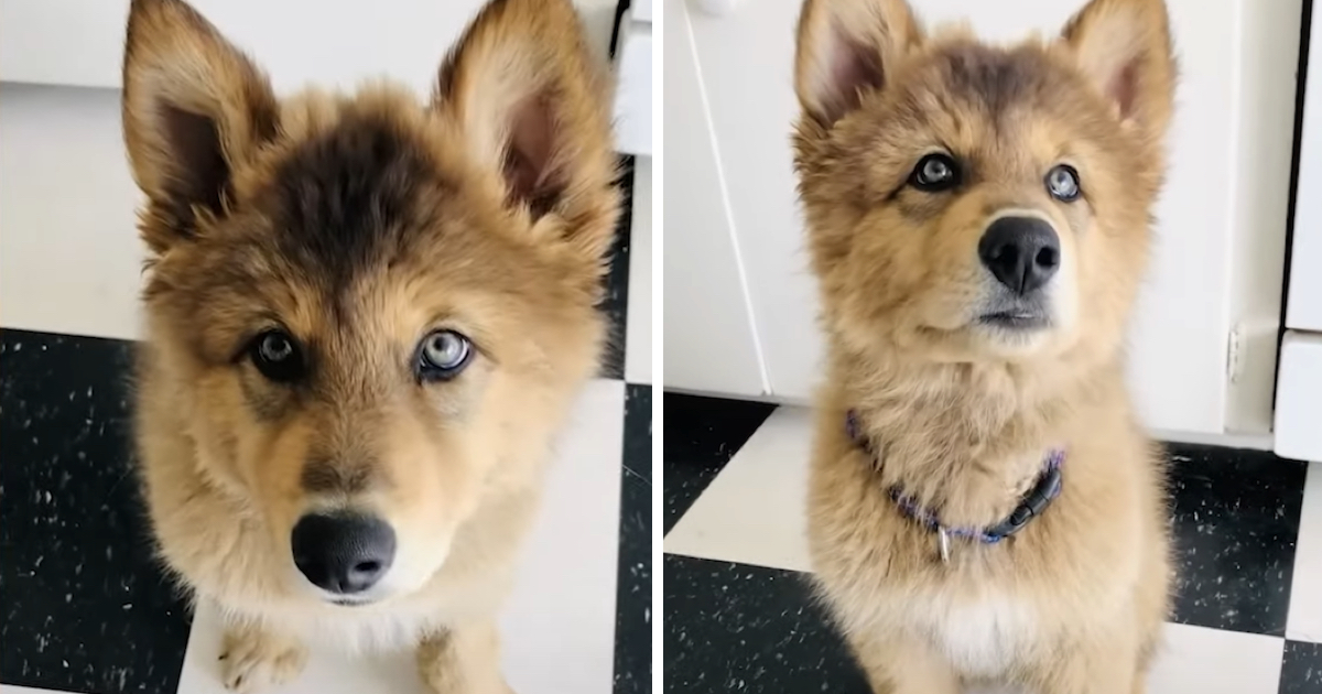 From Adorable Wolf Dog Puppy To Majestic Wolf In Simply One Year