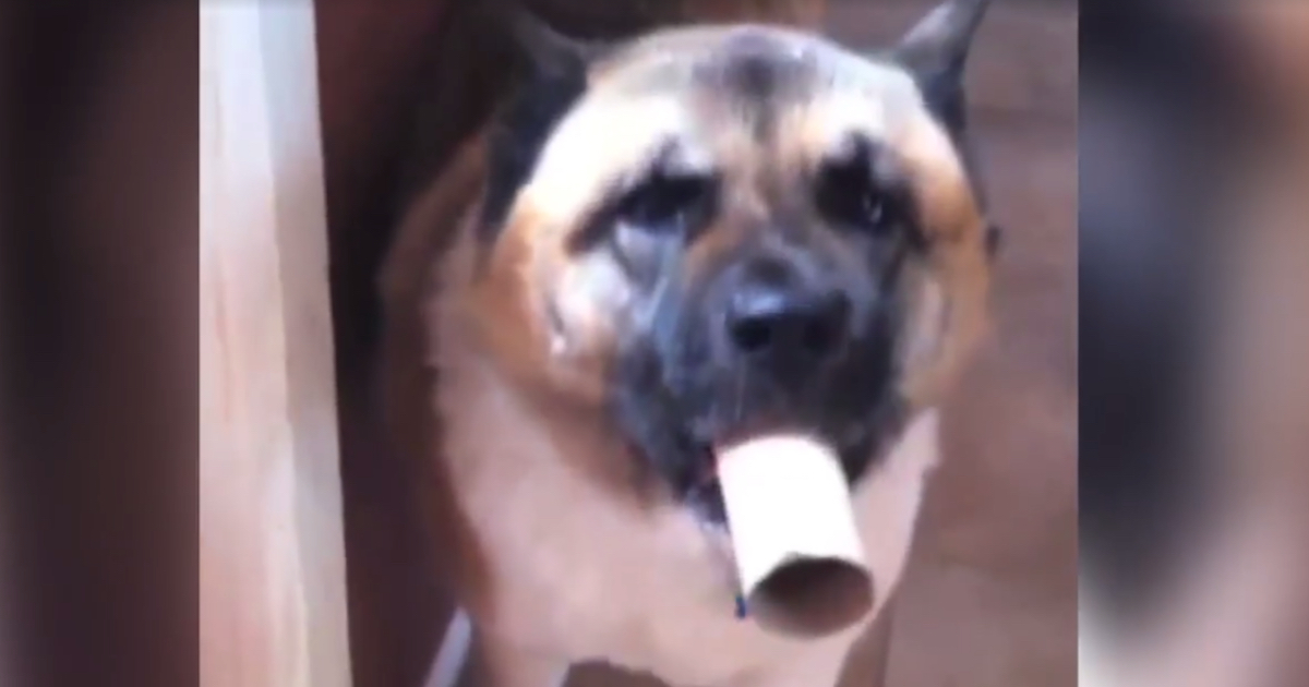 Funny Dog Uses Toilet Paper Roll As Loudspeaker For His Howls