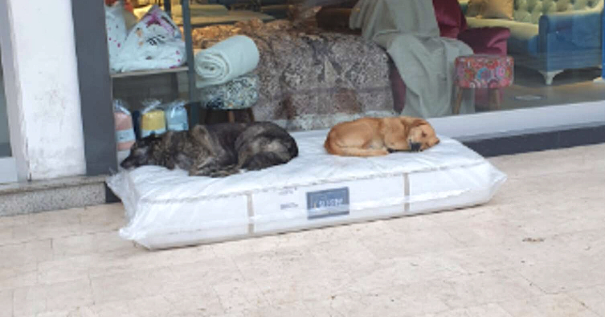 Furniture Store Excludes A Mattress For The Neighborhood Strays To Rest On