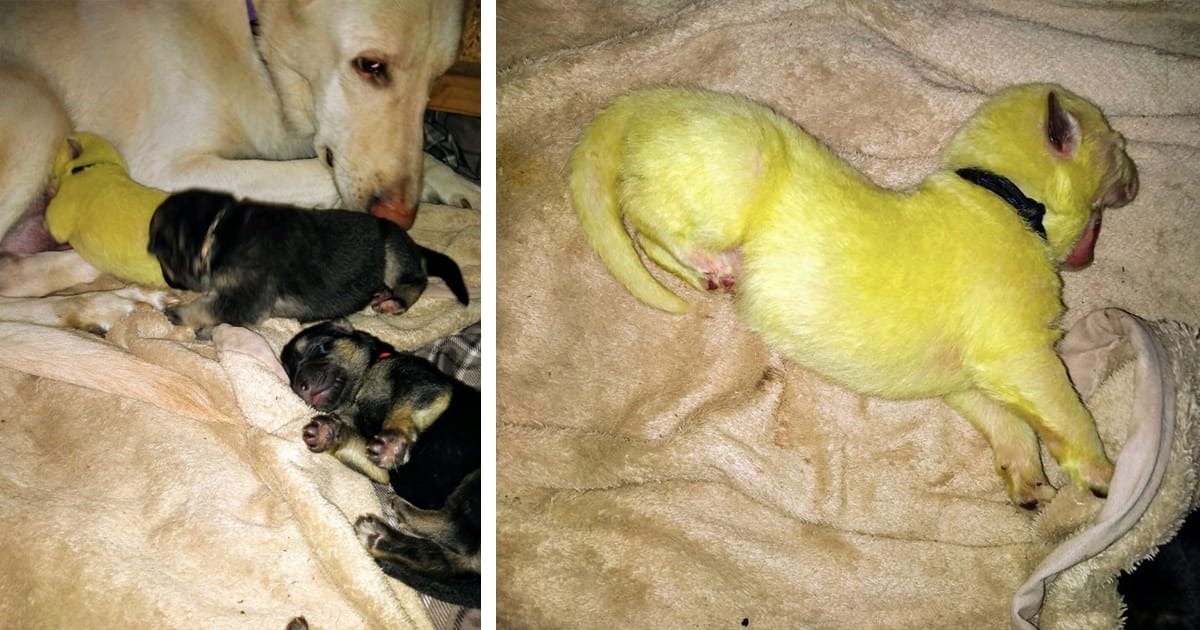 German Shepherd Gives Birth To A Lime Green Young Puppy Called Hulk