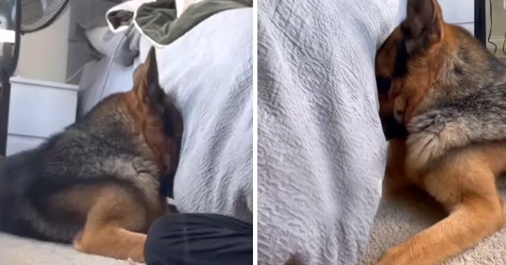 German Shepherd Places Himself In Break Ashamed That He Got In The Trash