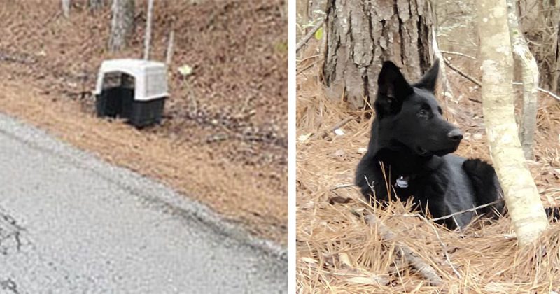 German Shepherd Was Left On The Side Of The Road In His Kennel