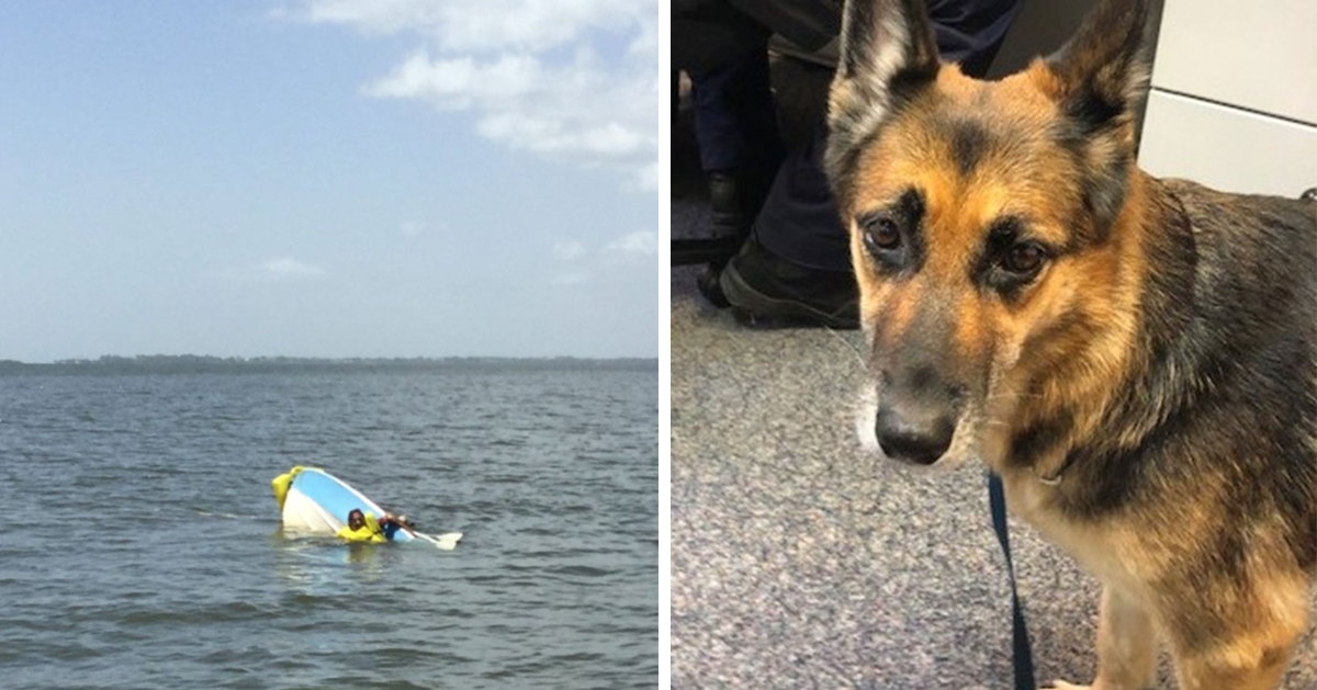 German Shepherd treads water for eleven hours to save his owner