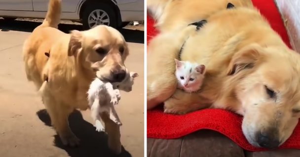 Golden Retriever Brings Stray Cat Home To Keep As Her Own