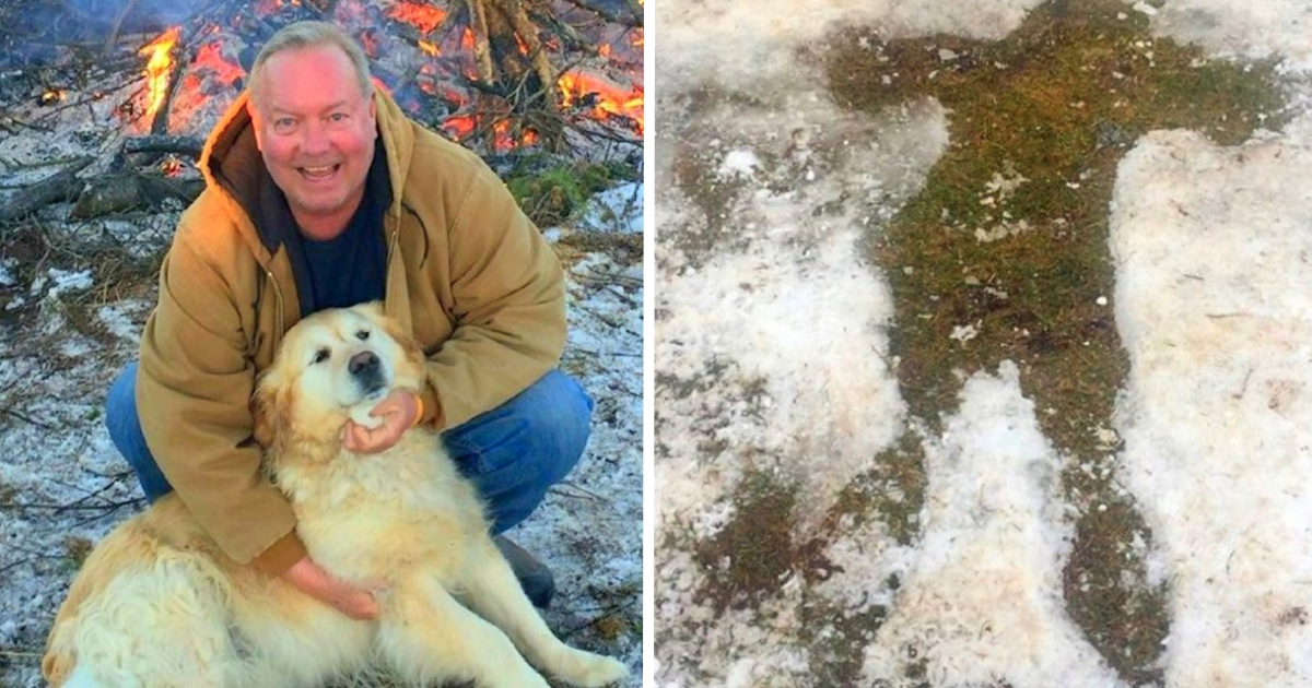 Golden Retriever Lay By Unconscious Proprietor For 20 Hrs Saving His Life