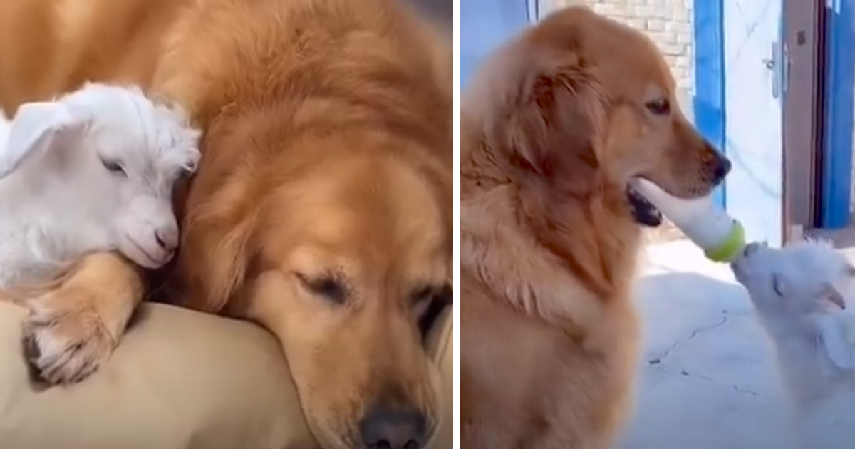 Golden Retriever Meets Baby Lamb, Becomes Its Caretaker