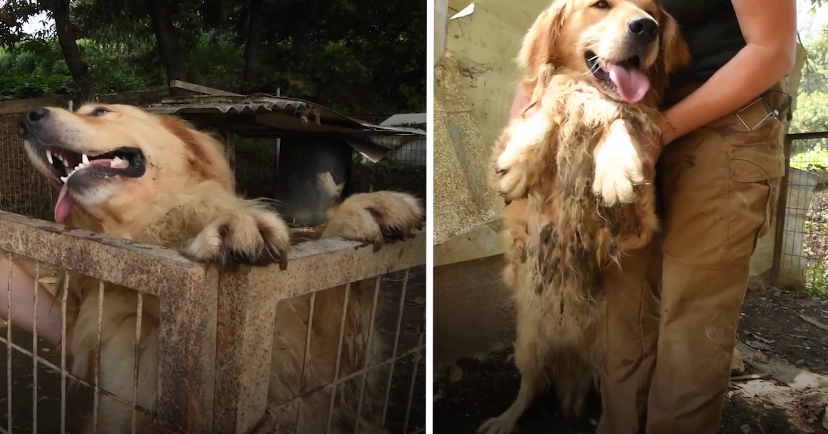 Golden Retriever Spent The First 5 Years Of His Life In A Small Muddy Pen