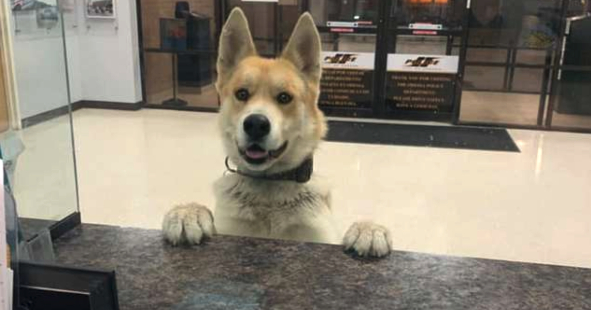 Great Boy Appears To The Cops To Report A Missing Dog Himself