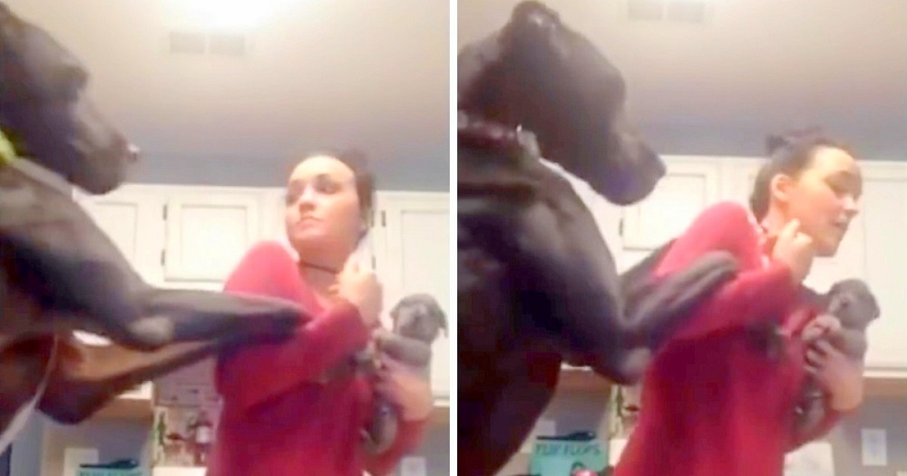 Great Dane Was Not Extremely Happy When Mother Got A Brand new Puppy And Threw A Funny