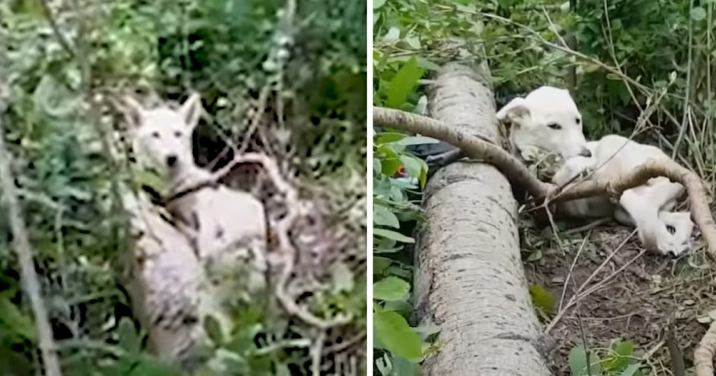 Guy On A Hike Finds A Dog Who Seems Staying In The Woods