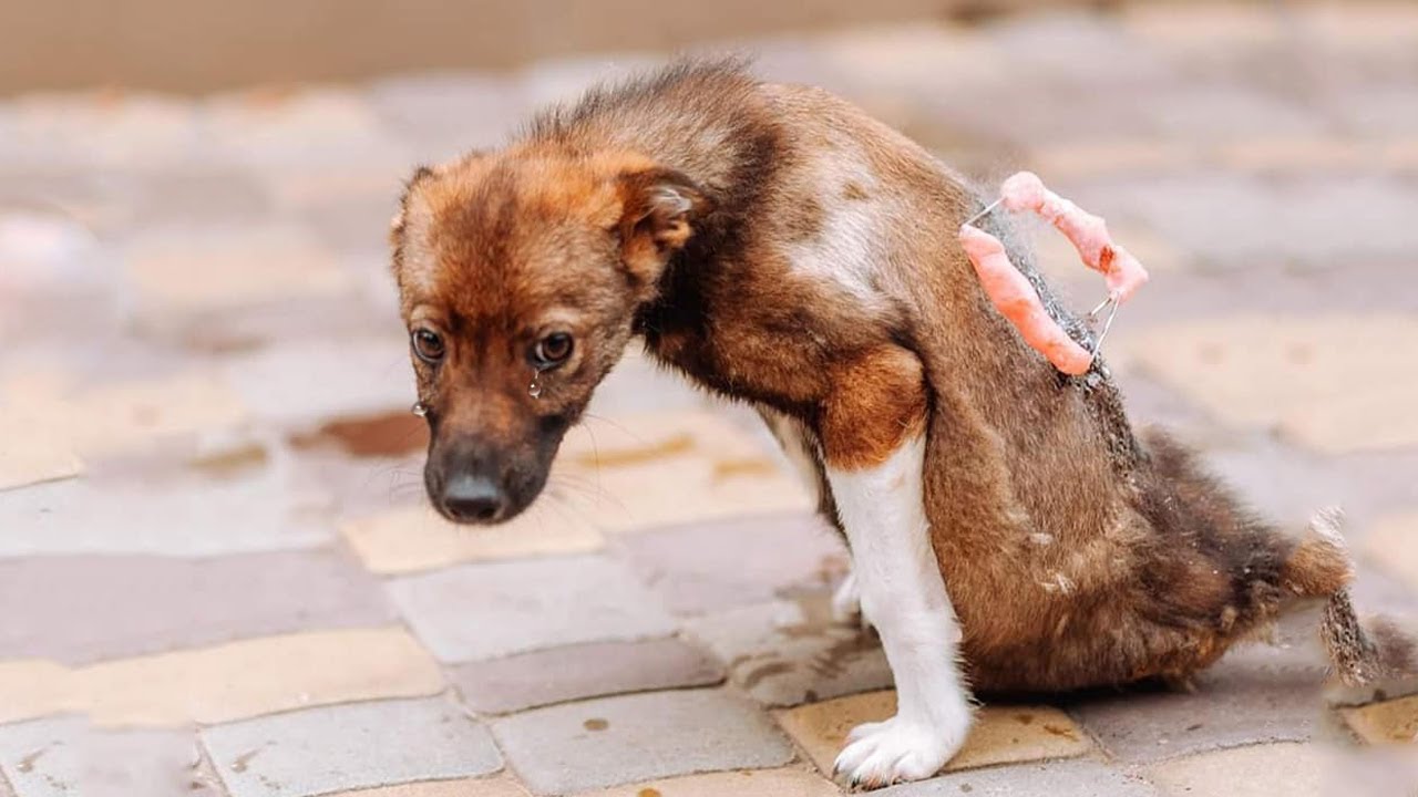 He Could Not Hold Back His Tears When He was Saved After Lying Motionless on The Street for Days