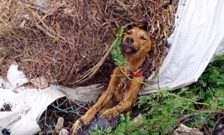 He Laid Dying, Stuck On Side Of Road But Quickly His Past Would No More Haunt Him