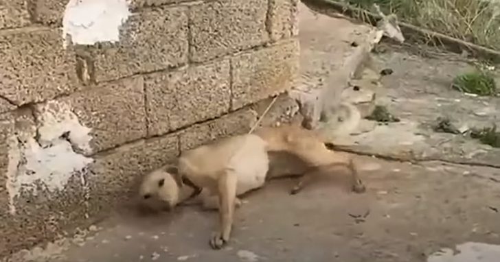 He Walks Up To A Dog Chained To A Wall, Which Tail Starts Wagging