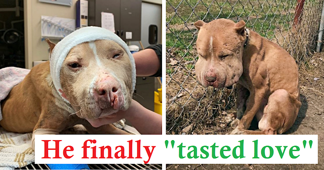 He Was Used As Bait Dog, Chained To Fence As Infection Seeped Via His Body