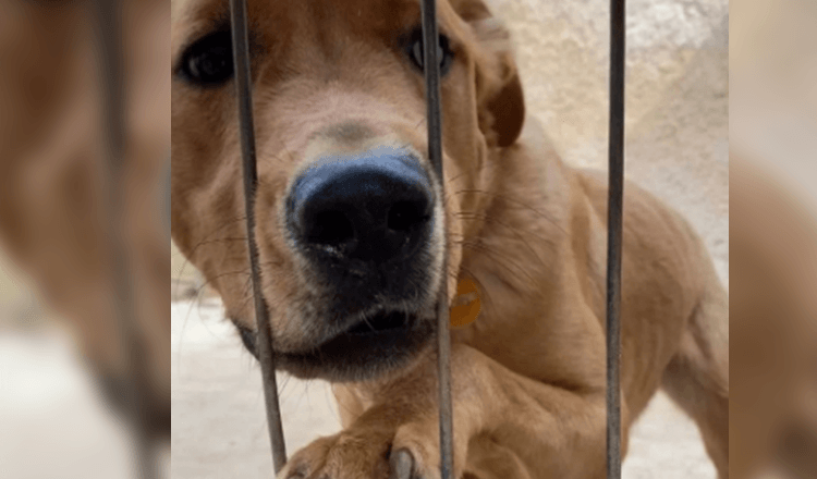 He cries with unhappiness and rejects to eat after being returned only 3 days after being adopted