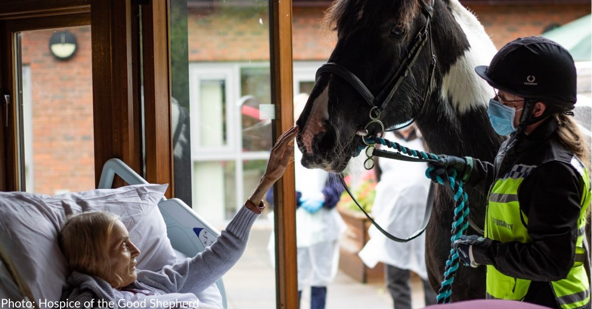 Heartwarming moment dying lady claims goodbye to her dogs and horse at hospice