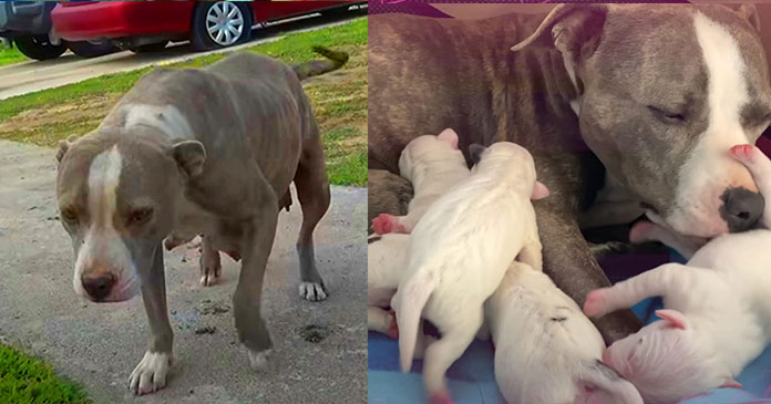 Heavily Pregnant Pit Bull Ready To Burst at Any Moment, Was Saved at Right Time