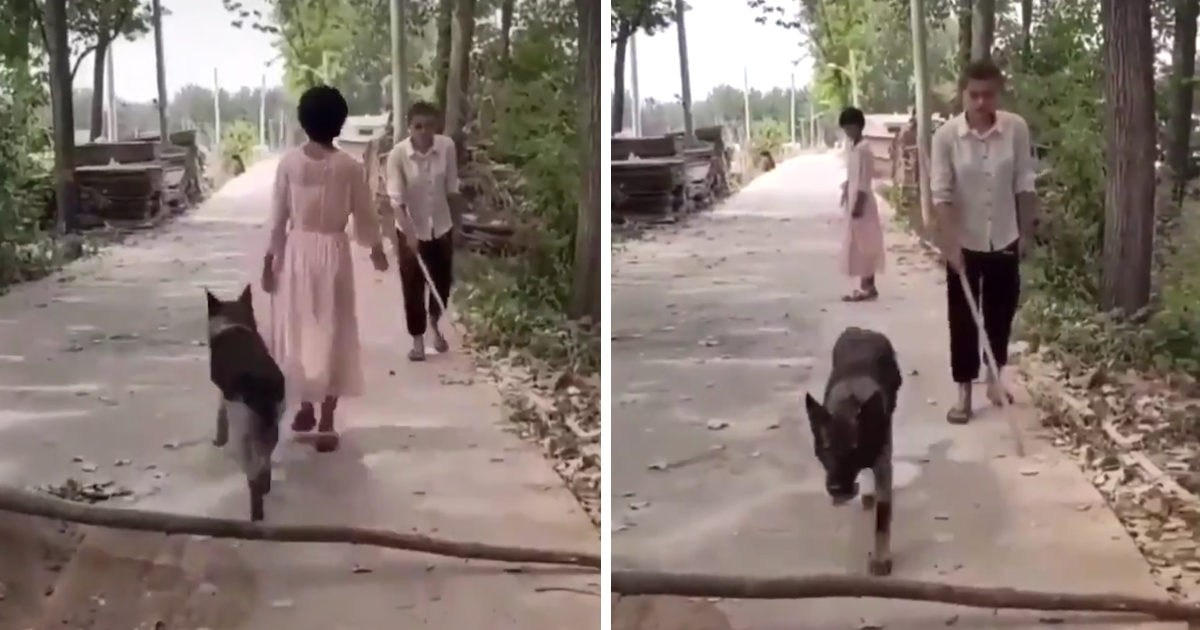 Helpful Dog Believes To Move Fallen Tree Part For Oncoming Blind Guy