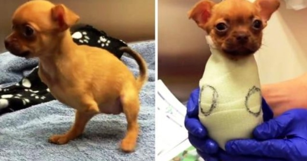 Her Owner Threw Her Out On The Streets Because She Was Born Without Front Legs