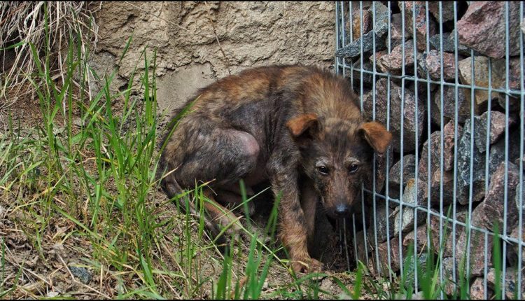 His Eyes Begging For Help Lonely Ill Puppy