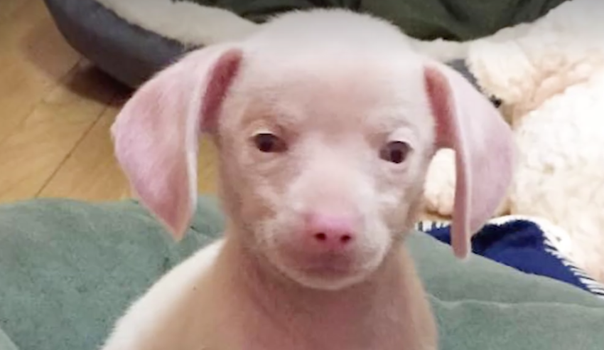 Hog the pink puppy is blind and deaf all due to a bad dog breeder