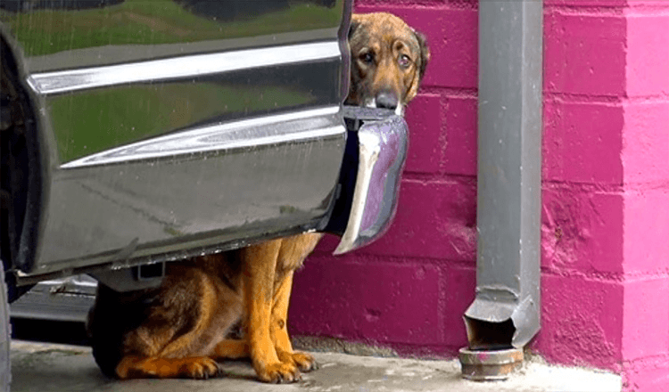 Homeless German Shepherd Weeps Like A Human Whenever Anybody Gets Too Close